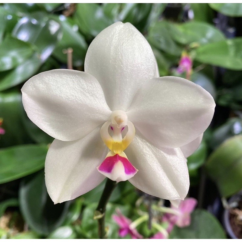 Tanaman anggrek dendrobium snow white-tanaman hidup-bunga hidup murah-bunga hidup-tanaman hias hidup