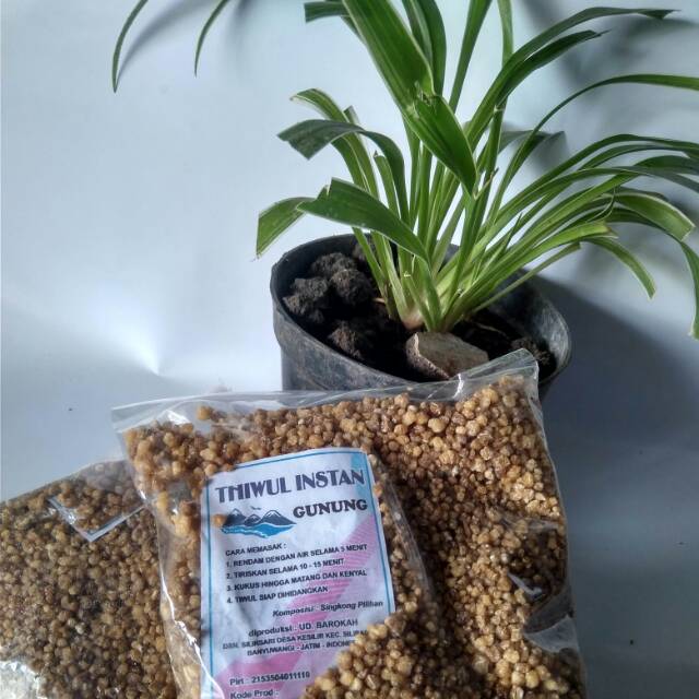 

Tiwul makanan tradisional - tiwul instan - tiwul makanan sehat