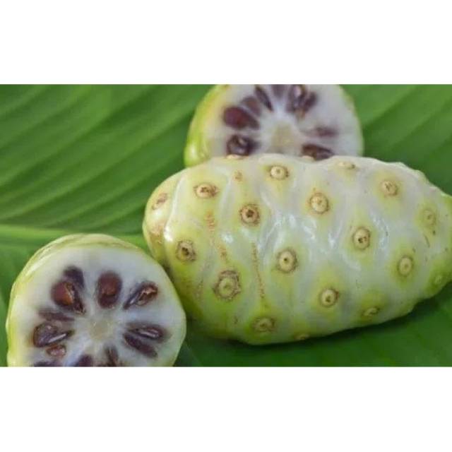

Buah Mengkudu - buah pace - noni