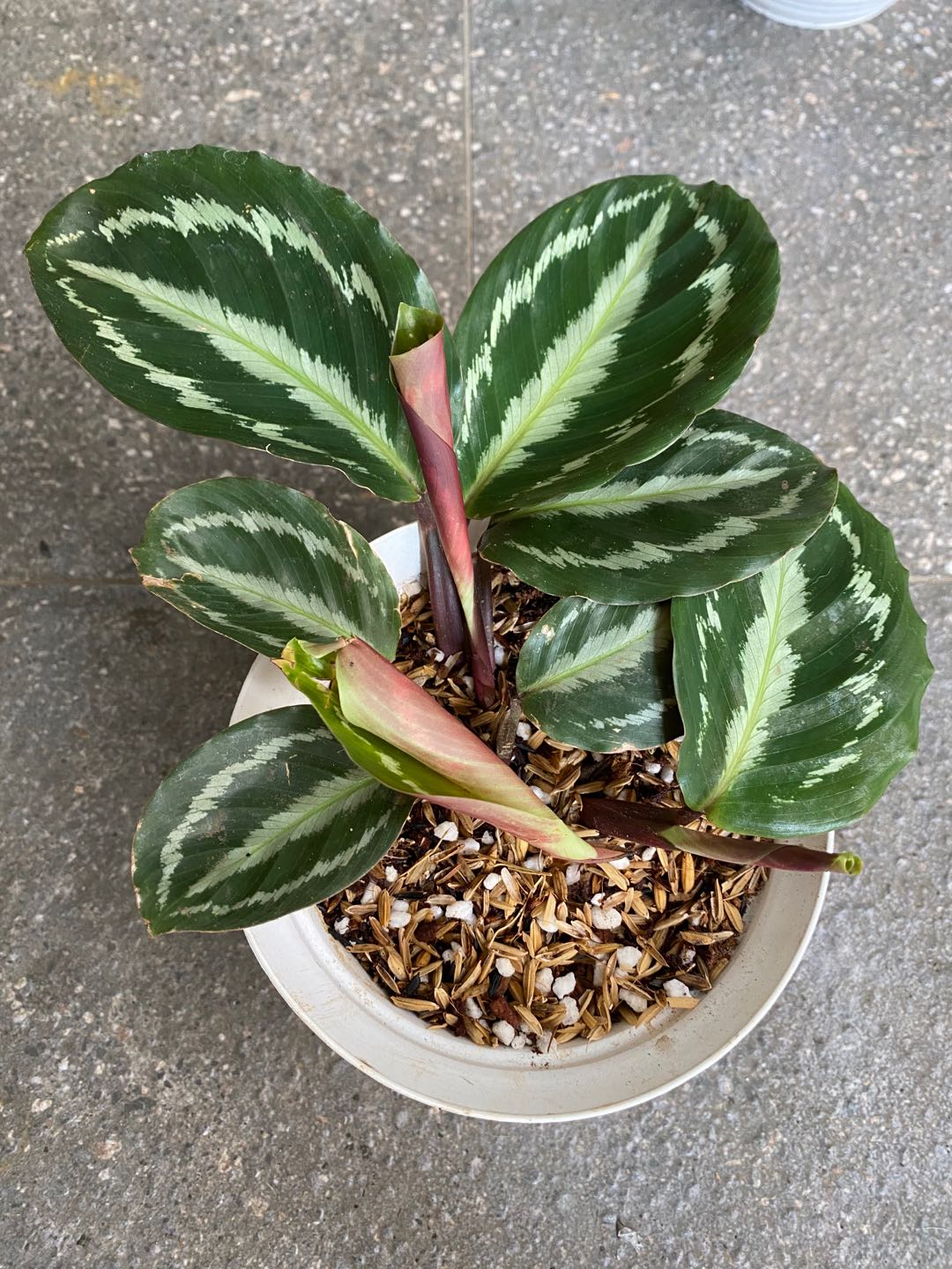 Tanaman Hias Calathea Silver Black