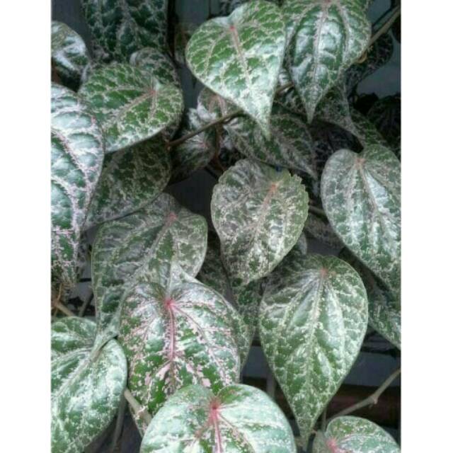 

DAUN SIRIH MERAH FRESH ( DIJAMIN AMAN DARI PESTISIDA )