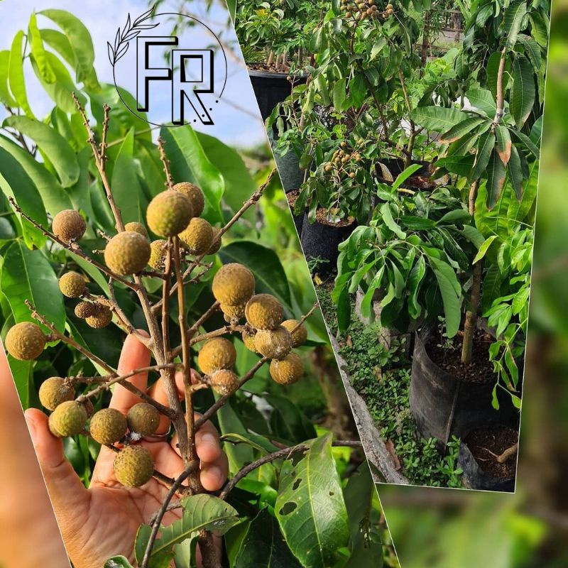 BIBIT TANAMAN BUAH KELENGKENG ITOH // BIBIT KELENGKENG ITOH SUPER