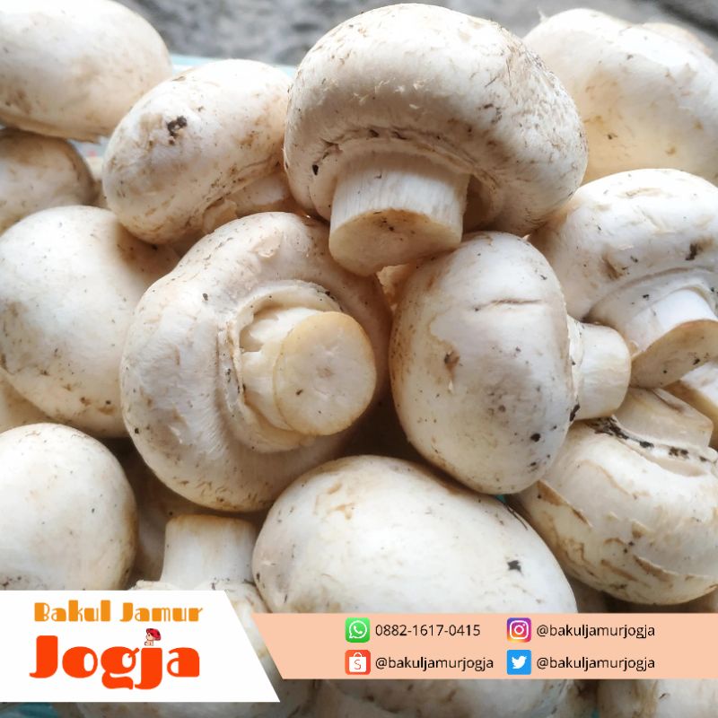 Jual JAMUR KANCING/CHAMPIGNON SEGAR (250 gram) Shopee Indonesia