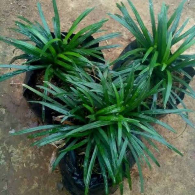 Tanaman Kucai mini - Rumput kucai mini