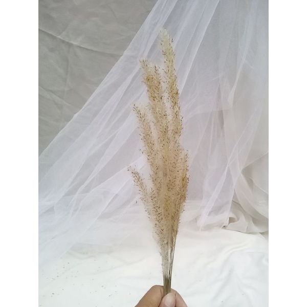 (15 tangkai) bunga pampas kering, bunga ilalang kering, bahan buket bunga kering termurah