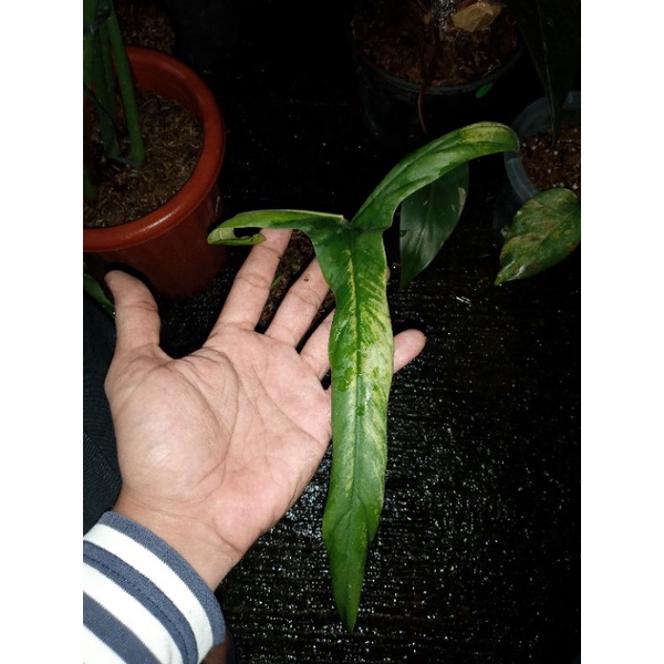 Holto 1 daun pancing