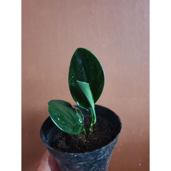 scindapsus treubii dark form