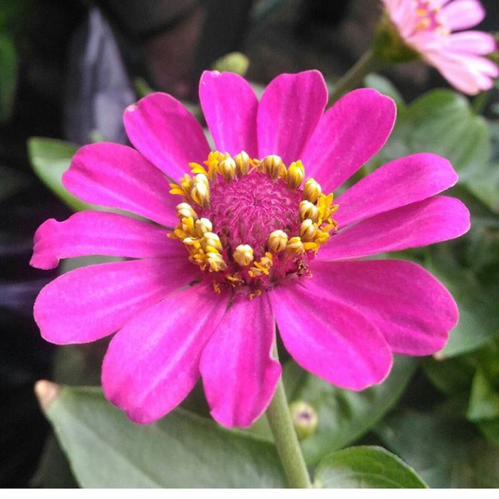 tanaman hias bunga kertas zinnia - kembang kertas zinnia - zinnia