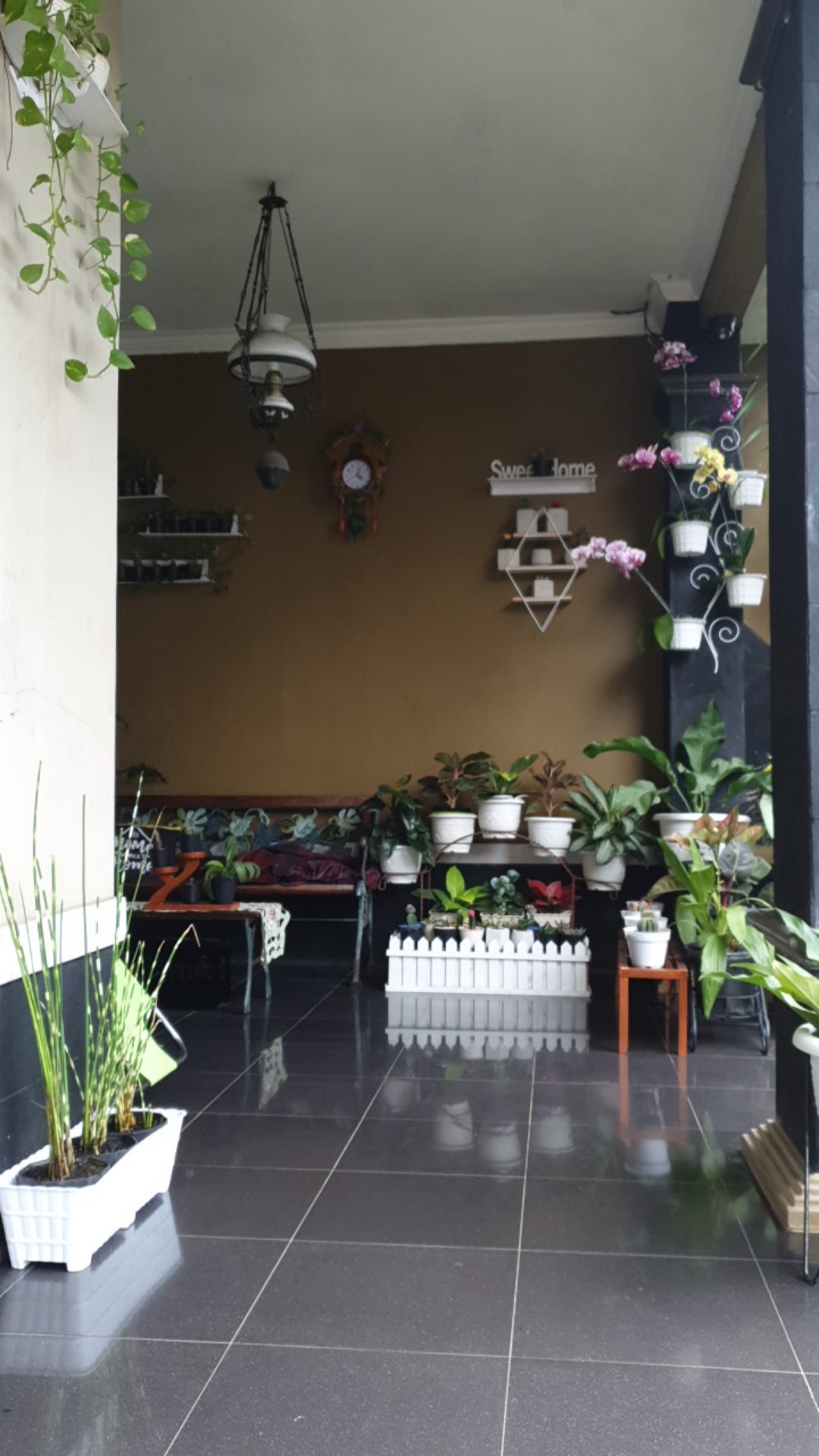 Tanaman Hias Bambu Air Variegata