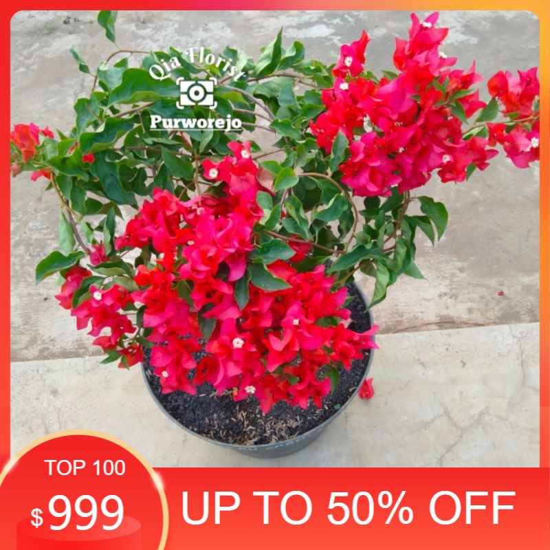 MURAH BANGET bogenfile merah cabai. - Bunga Kertas Bugenvil