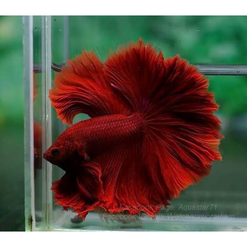 HALFMOON RED MALE