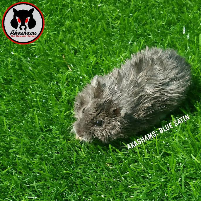 Hamster Campbell Blue Satin (Gosend)
