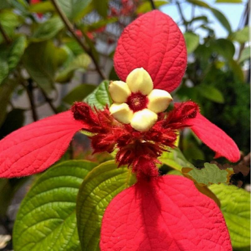 Tanaman bunga nusa indah merah - bibit bunga nusa indah merah
