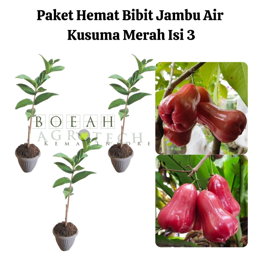 Paket Hemat Bibit Jambu Air Kusuma Merah Okulasi Isi 3 Bonus Bibit Strawberry+Polibag