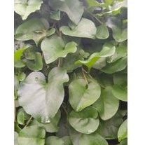 

Daun binahong segar 1 kg fresh