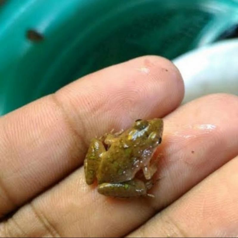 kodok sawah 1-2-3cm/kodok air/pakan ikan arwana/pakan aligator