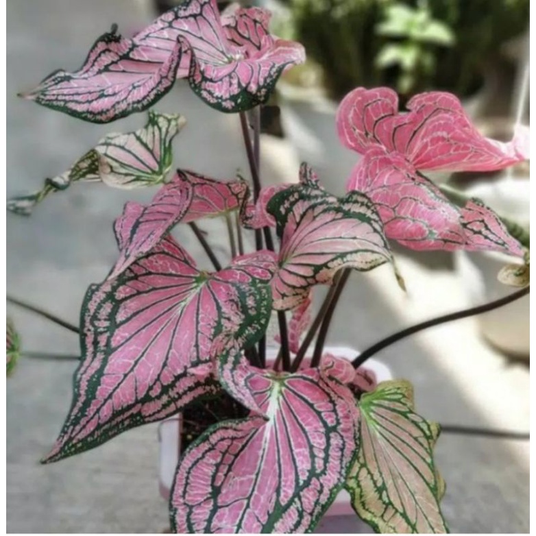 Tanaman HIAS Keladi Wayang (Rimbun)