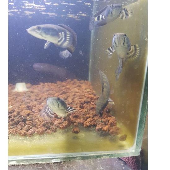 Tiktok Sell cana blue pulcra yellow spot/ cana maru yellow / cana tomang original | TRENDING | TERBA