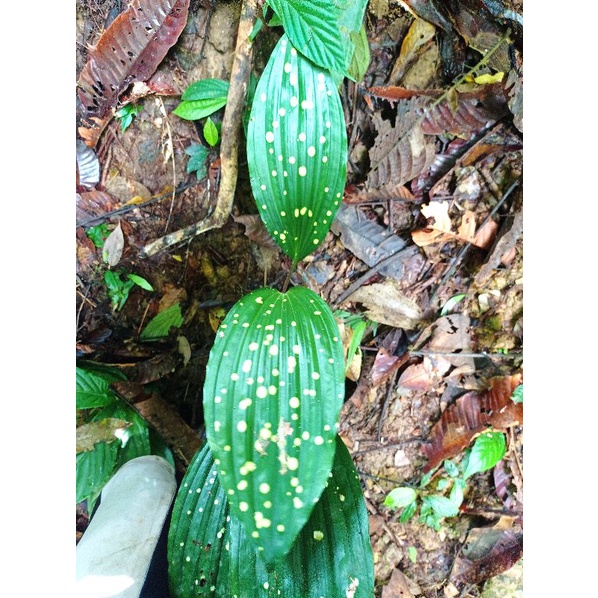 anggrek tanah varigata