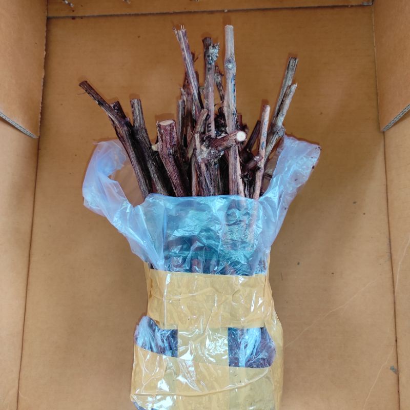 Cutting anggur import terlaris