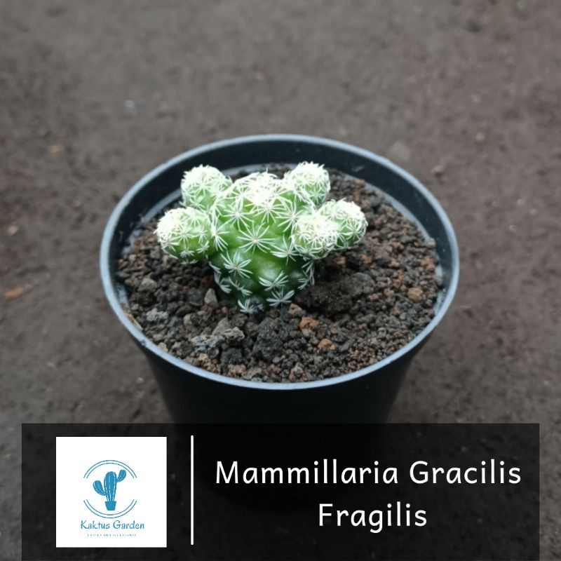 Mammillaria Gracilis Fragilis