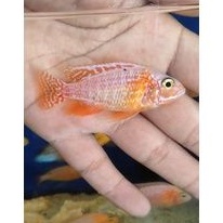 CICHLID AULONOCARA DRAGONBLOOD