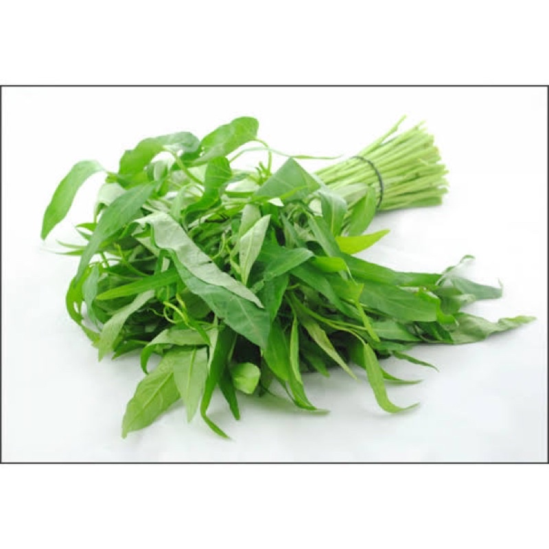 

KANGKUNG 1 ikat