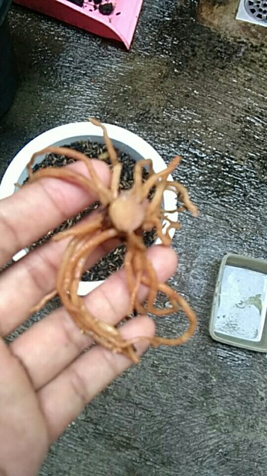 Promo!!! Bonggol Aglonema Golden Hope