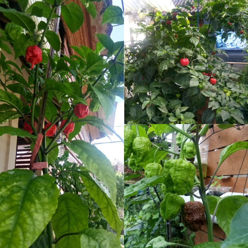 PAKET HEMAT SUPER MURAH. 12 VARIAN CABE IMPORT. CAROLINA REAPER RED. NAGA BRAIN CHOCO. DLL