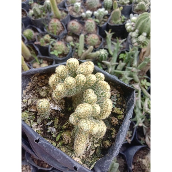 kaktus import/kaktus murah/kaktus pasaman/kaktus ownroot