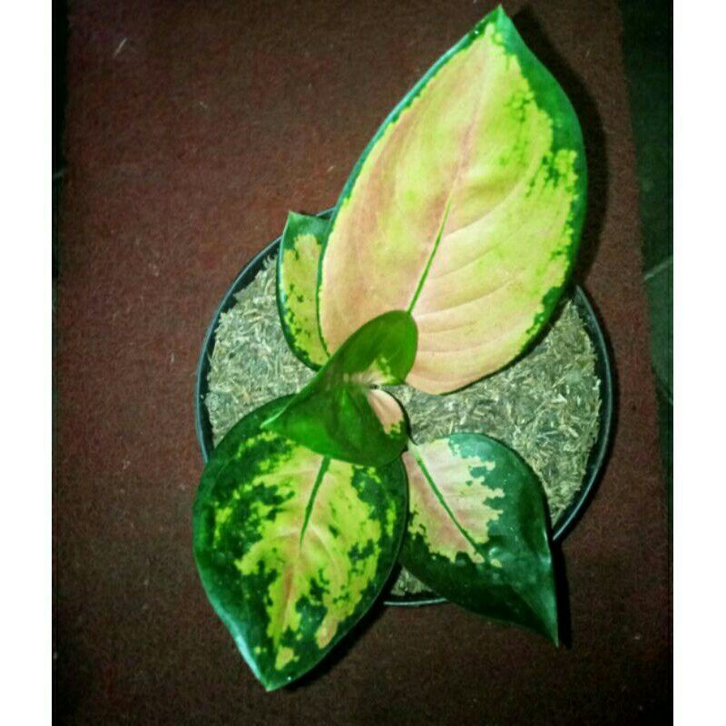 tanaman hias aglonema sultan brunai PROMO-PROMO AGLONEMA SULTAN BRUNAI-Promo aglonema sultan brunai