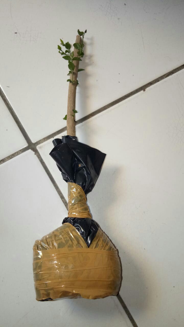 Ternama Bahan Bonsai Anting Putri Murah