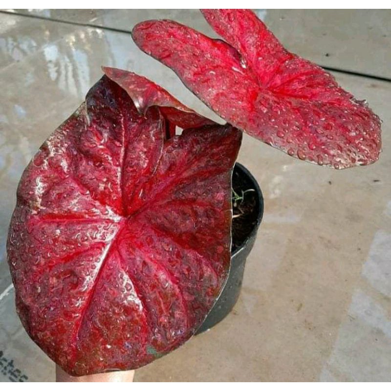 umbi caladium red devil original berkualitas