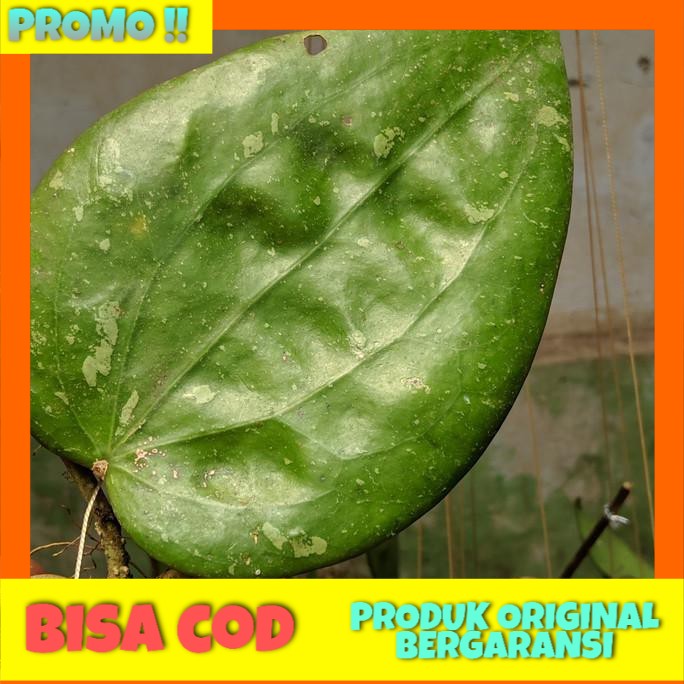 

Hoya Glabra Sumatera