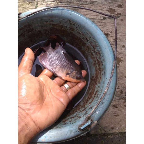 paket bibit ikan gurame soang isi 15 ekor ukuran nyuper