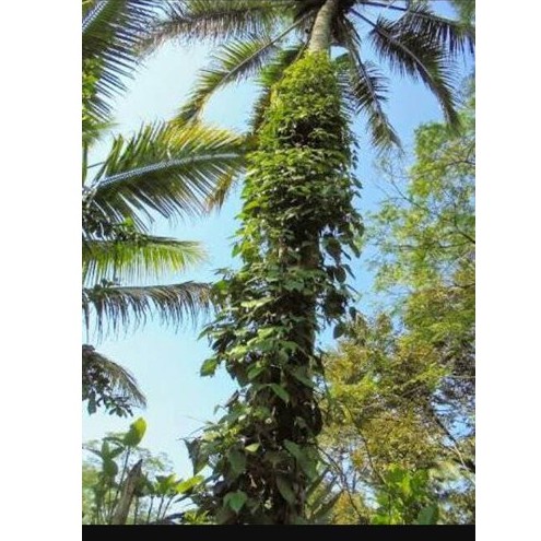 Bibit Stek Merica rambat Lada rambat