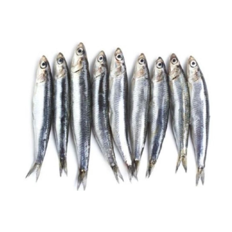 

ikan teri lokal