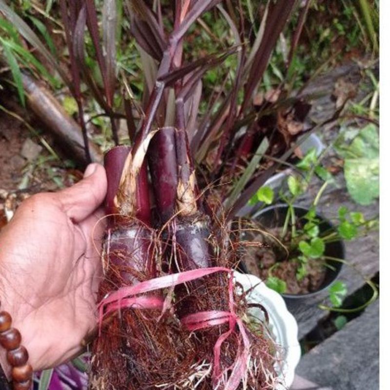Bibit Tebu Wulung Asli / Tebu Ireng Hitam Asli