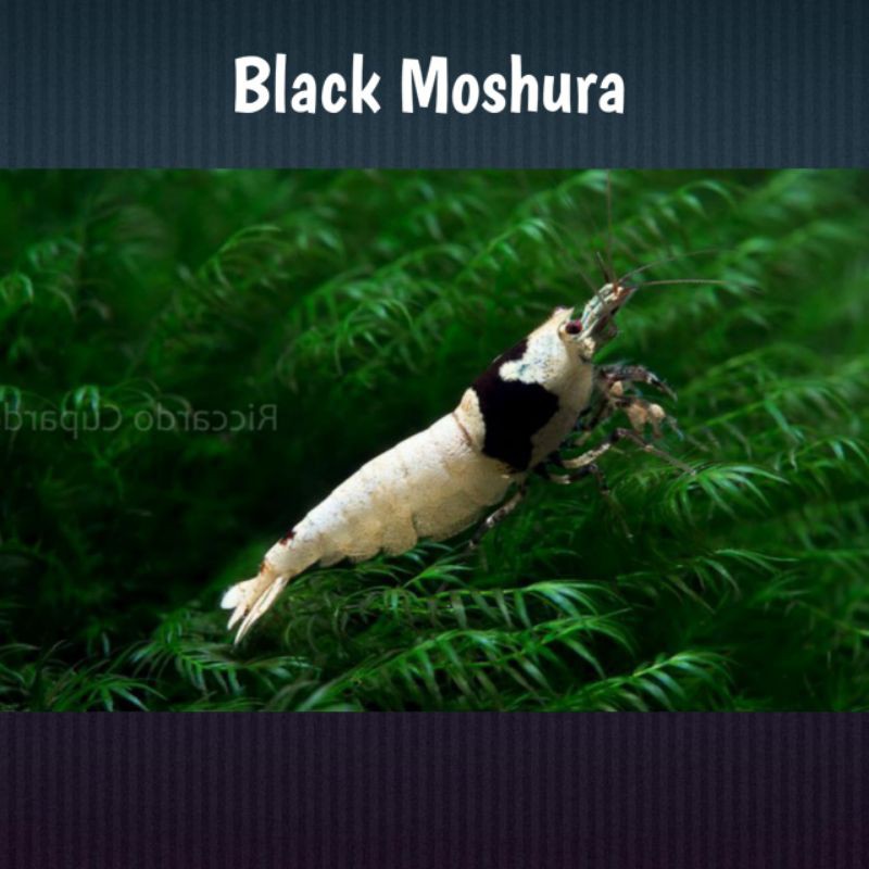 udang hias black moshura aquascape