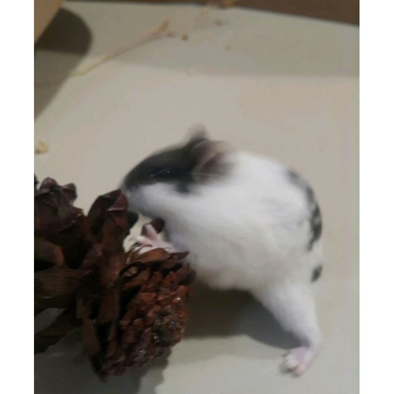 MAINAN HAMSTER - BUAH PINUS KERING - GIGITAN HAMSTER - PINE CONE CORK