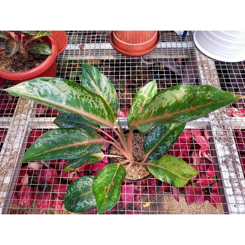 Gajah Mada Aglaonema
