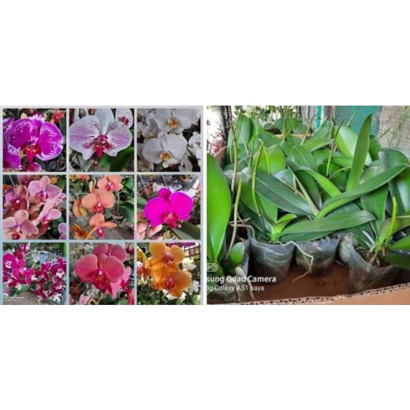 anggrek spike jenis bulan jumbo