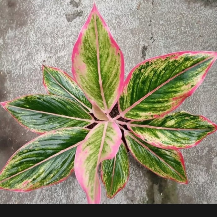 aglonema lipstik 2 dan 6 calathea kak kianhey