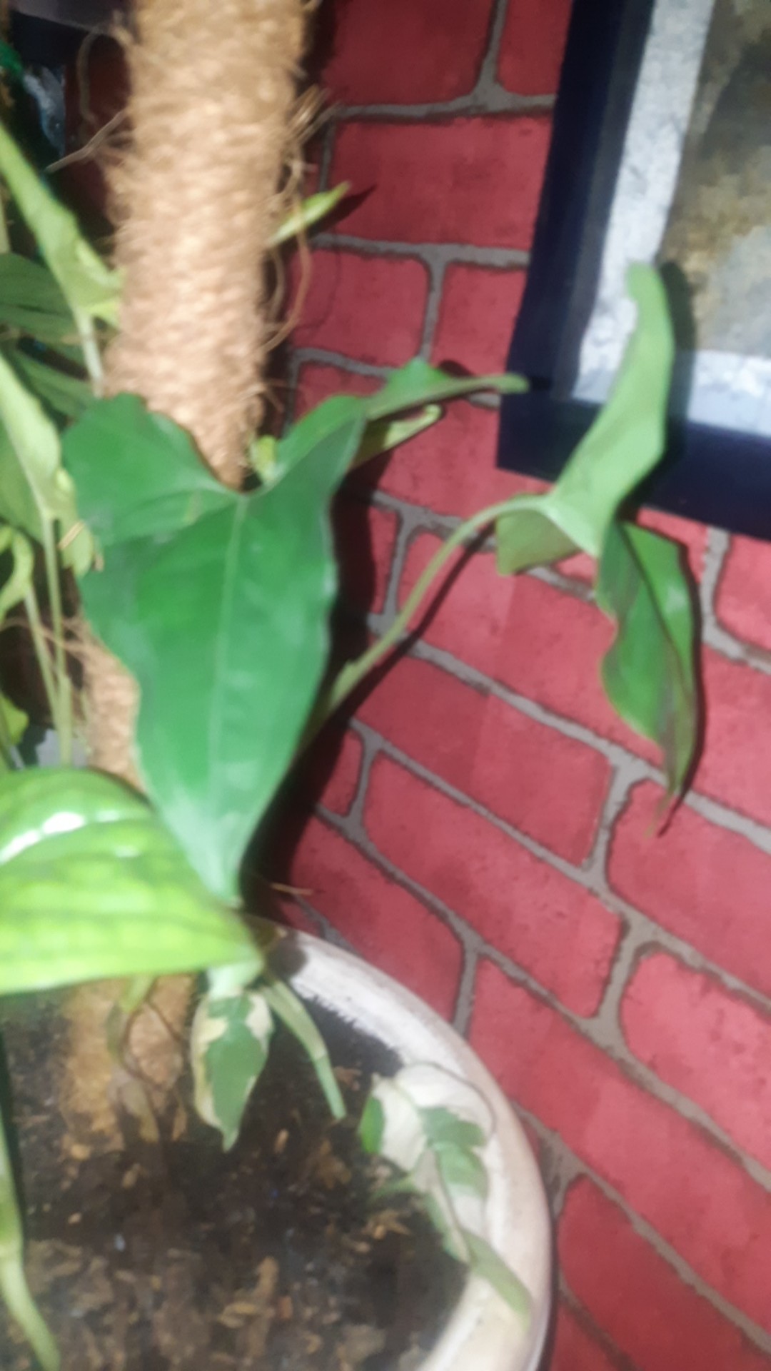 Singonium.. Green Mojito