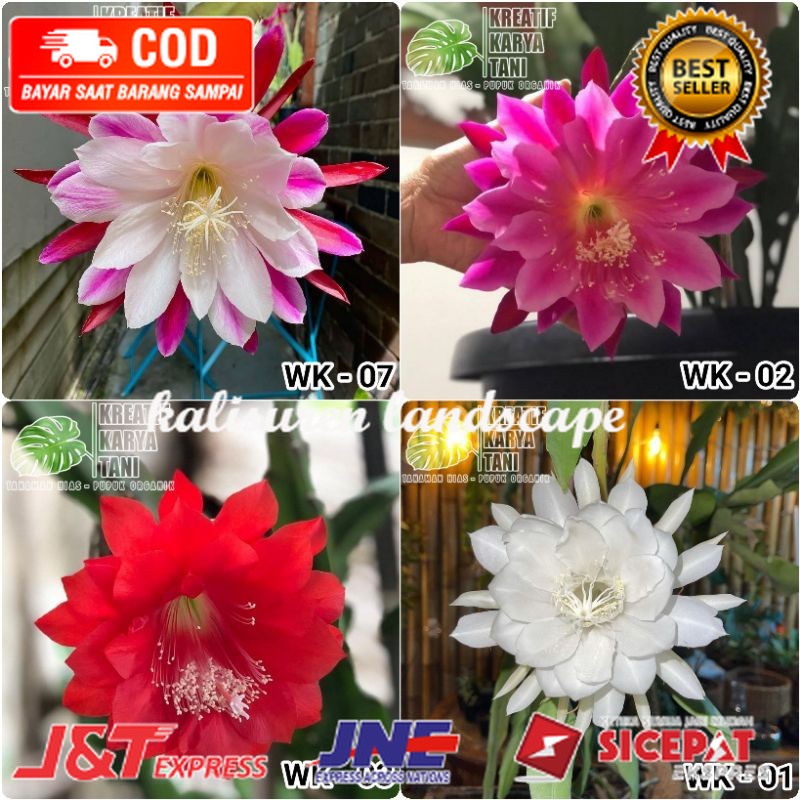 4 Tanaman Bunga Wijaya Kusuma - Paket 4 tanaman hias Wijaya Kusuma ( TERLARIS )