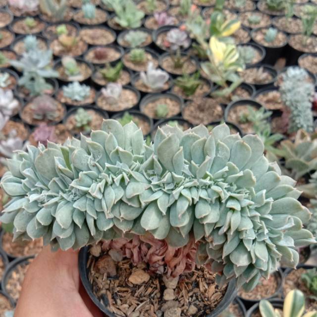 Kaktus Sukulen Echeveria topsy cristata