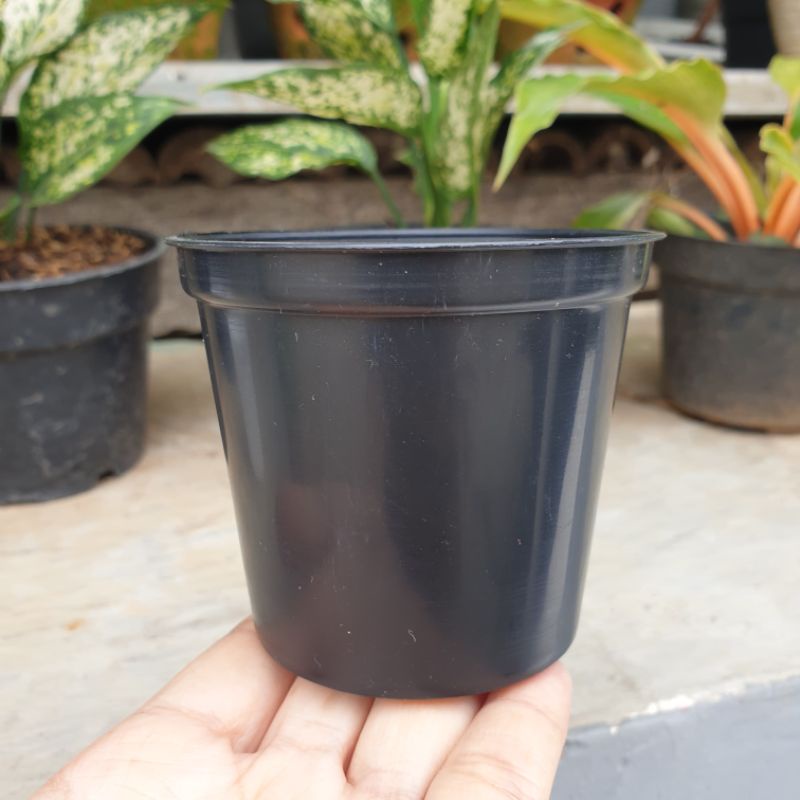 NKT BASIC POLOS 8 cm pot bunga kecil mungil pot kaktus pot mini