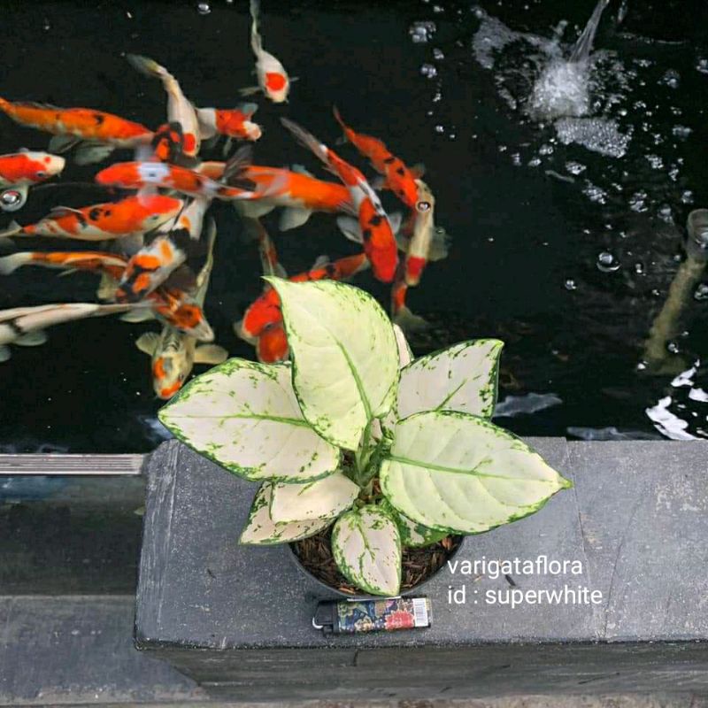 BIG SALE PROMO aglonema superwhite bibit stek orginal berkualitas