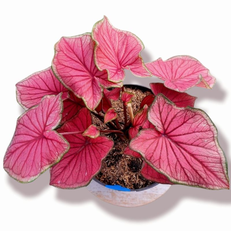 Red jaguar daun ganda ( tanaman hias caladium red jaguar ) COD✅