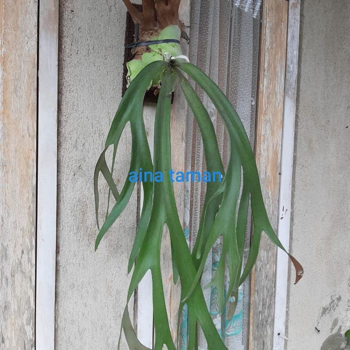 KADAKA TANDUK RUSA-tanaman kadaka tanduk rusa tanaman tempel